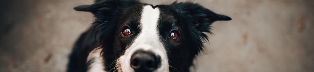 Meklēšanas rezultāts